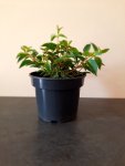 Fuchsia Dollarprinzessin 14CM Pot