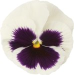 Pansy Matrix Blotch White Seed - 500 Raw Seed