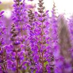 Salvia “royal Distinction” Pink 15CM Pot