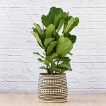 Fiddle Leaf Fig - 3 Stem - In Zuzu Palm Leaf Basket