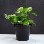 Golden Pothos - 15CM Nursery Pot