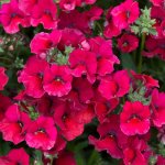 Nemesia Nesia Burgundy 15CM Pot