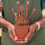 Trumpet Pitcher Sarracenia 'ende' - Small To Medium Plant. 7.5CM Plastic Container.