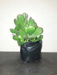 Cotyledon Green 4LT