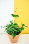 Wax Plant - 15CM Green