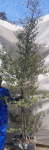 Duranta ‘sapphire Showers’ Tree 70LT