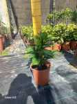 Gold Dust Plant 22CM Pot
