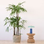 Broadleaf Lady Palm - Extra Large - In Shishi Palm Leaf Basket