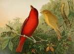 DIE Nordamerikanische Vogelwelt 9 Art Print - A2