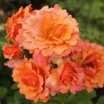 Easy Does It Rose 5LT
