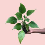 Homalomena Emerald Gem - 12CM Nursery Pot