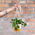 Heart Leaf Philodendron - Yellow Mia Melange Hanging Planter