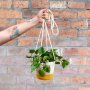 Heart Leaf Philodendron - Yellow Mia Melange Hanging Planter