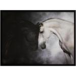 Animal Framed Print 1 Ea 81693
