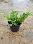 Crocodile Fern 14CM Pot