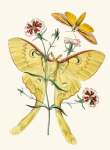 The Cabinet Of Oriental Entomology Pl Xxii 1848 Art Print - A2