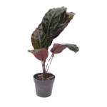 Artificial Plant Red Chinese Evergreen