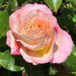 My Darling Hybrid Tea Rose 5LT