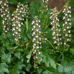 Acanthus Mollis 10LT