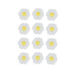 MINI Daisy White & Yellow Pack Of 12