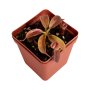 Tropical Pitcher Nepenthes 'cecco' - Older Plant In 21CM Hanging Basket