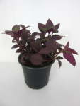 Alternanthera Purple Prince 12CM Pot