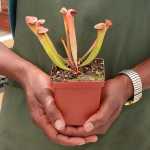 Trumpet Pitcher Sarracenia 'maka' - Small To Medium Plant. 7.5CM Plastic Container.