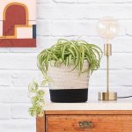 Spider Plant - Bonnie - In Black & White Cotton Cord Planter
