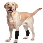 Rozkitch Dog Leg Protector For Rear Hock Joint Or Front Leg Knee 1 Pair Of Dog Leg Compression Wrap Sleeve For Anti Licking Carp