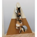 Bootsie's Corner Scratcher