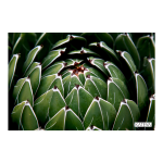 Cactus 2 Art Print - A3