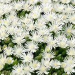 Lampranthus 6 Pack Tray