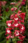 Penstemon Arabesque Red Seed - 15 Raw Seed