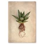 Succulent Study 2 Art Print - A3 No Frame Print Only