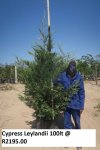 Click & Plant Online Nursery