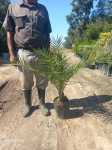 Phoenix Canariensis 10LT