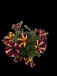 Petunia Perennial Assorted 14CM Pot