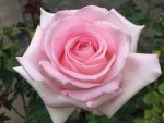 Peoples Princess Hybrid Tea Rose 5LT