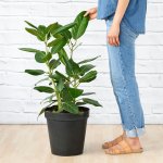 Ficus Audrey - Large - 35CM Nursey Pot - Single Thick Stem