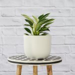 Philodendron - Birkin - In White Moon Planter