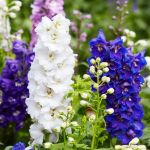 Delphinium Pacific Choice Mix 6 Pack