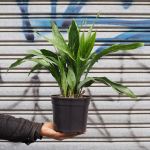 Speckled Cast Iron Plant - 15CM Nursery Pot
