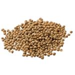 Coriander Coriandrum Sativum - Bulk