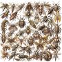 Unbranded 50PCS Insects Stickers - Waterproof DIY Journal Decor