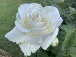 North-west University Hybrid Tea Rose 5LT