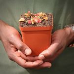 Venus Fly Trap 'space.' Special Import. - 3 Years Or Older. 12CM Plastic Container.