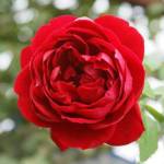 Rose Cherry Garland 5LT