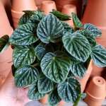 Emerald Ripple Peperomia - 14CM Nursery Pot - Variegated
