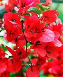 Bougainvillea Dark Red 20LT