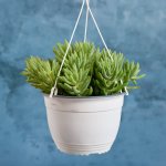 Donkey's Tail - Magnum - 20CM Nursery Hanging Basket